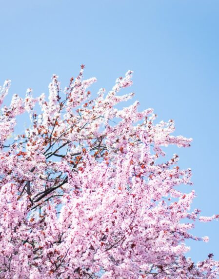 photo of cherry blossom tree