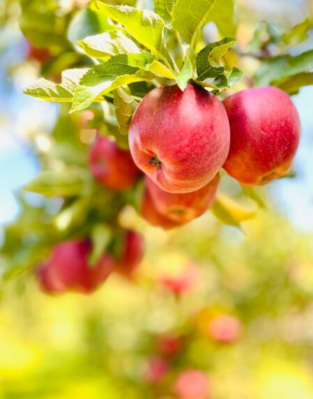 apples growing on a tree