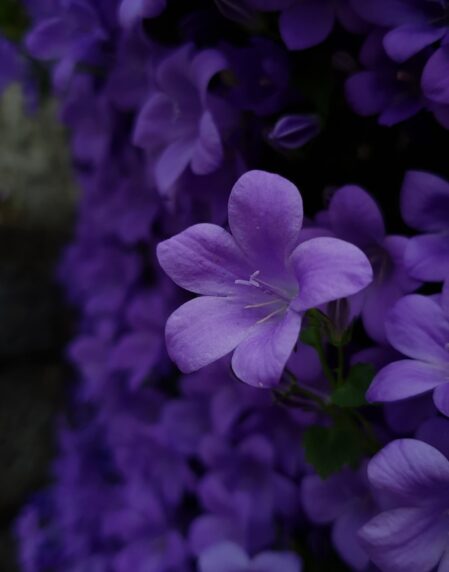 photo of purple petaled flowers