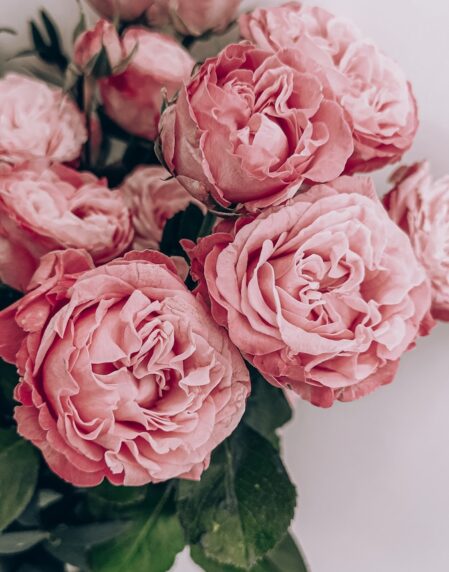 pink roses in close up photography