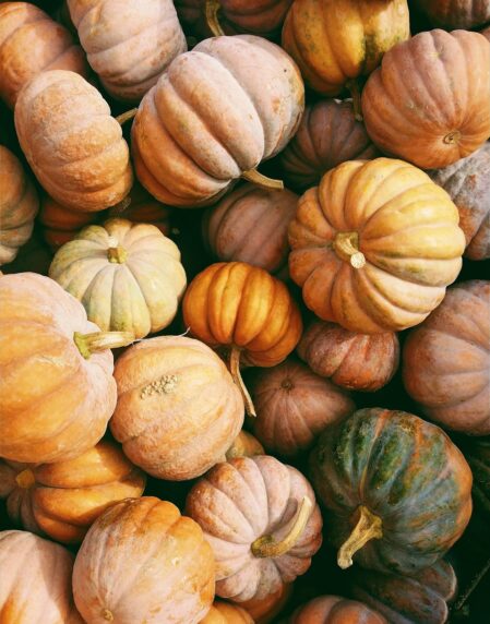 photo of orange and green squash lot